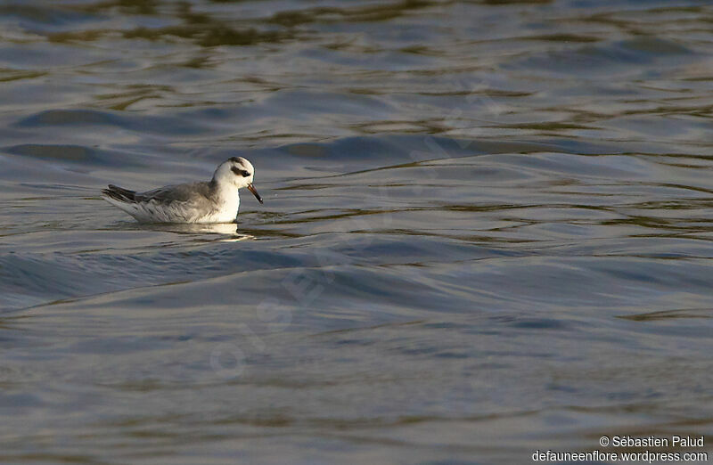 Phalarope à bec largeadulte internuptial