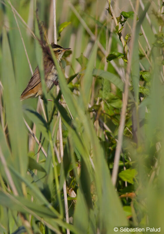 Sedge Warbler