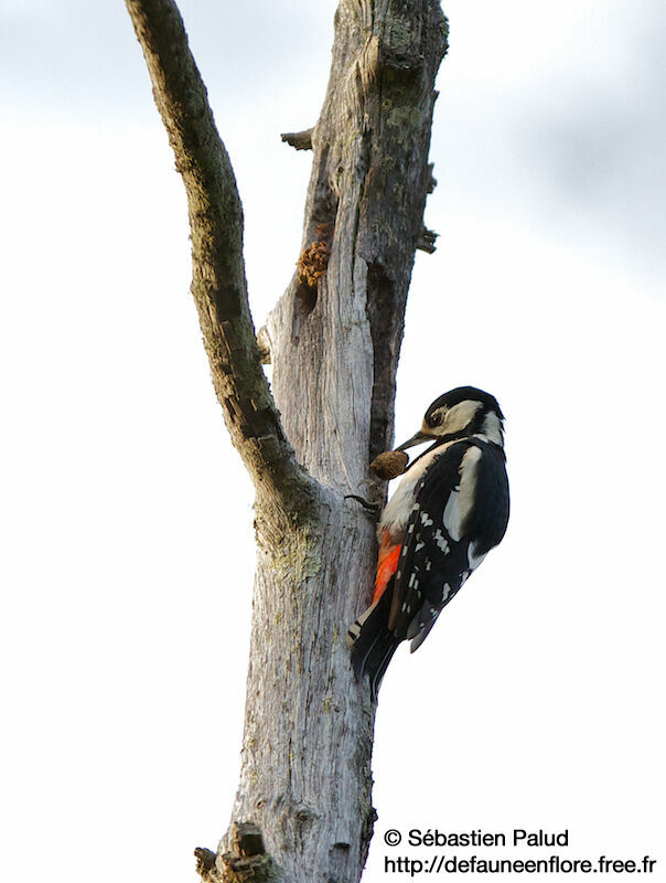 Great Spotted Woodpecker