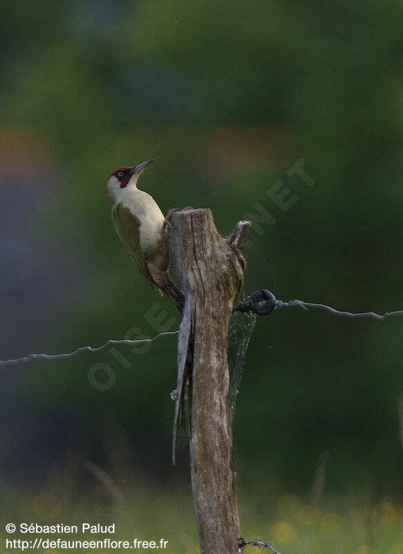 European Green Woodpecker