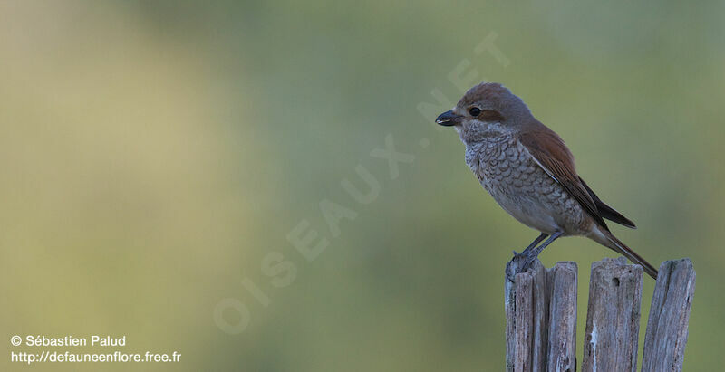 Red-backed Shrike