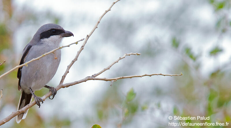 Iberian Grey Shrike