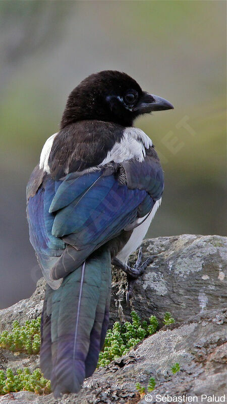 Eurasian Magpie