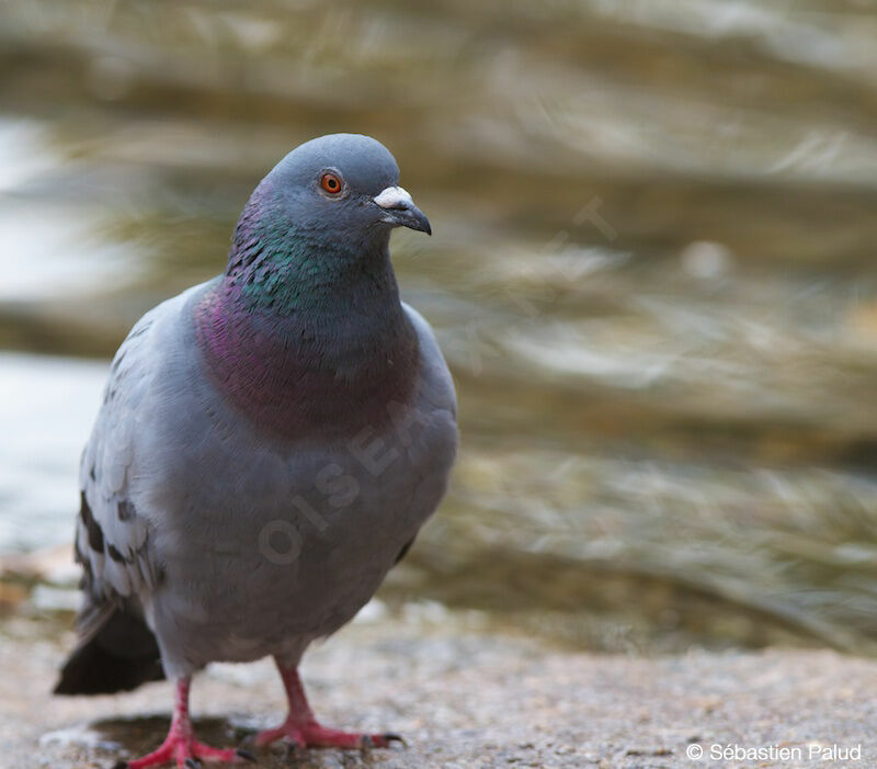 Rock Dove