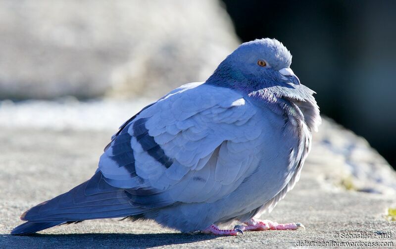 Pigeon bisetadulte, identification