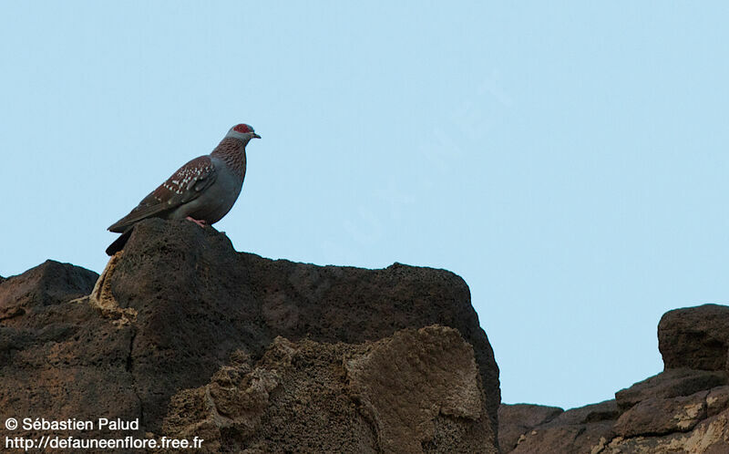 Pigeon roussard