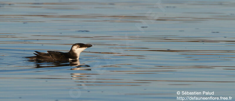 Pingouin torda