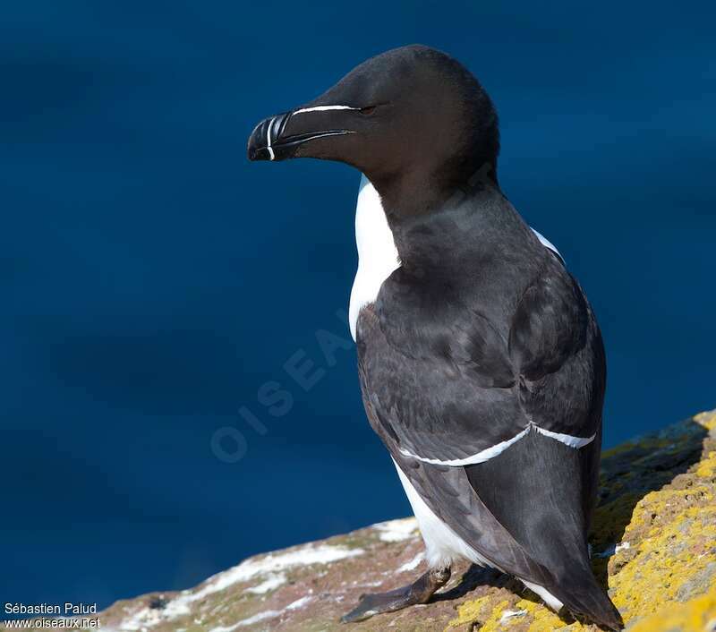 Razorbilladult breeding, identification