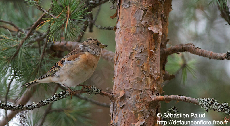 Brambling