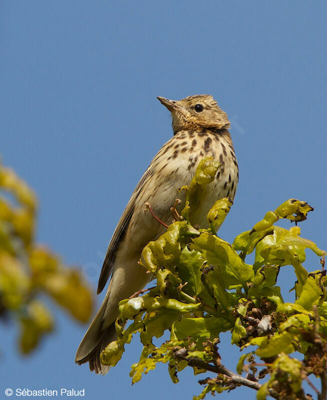 Tree Pipit