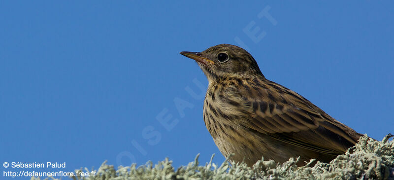 Pipit farlouse