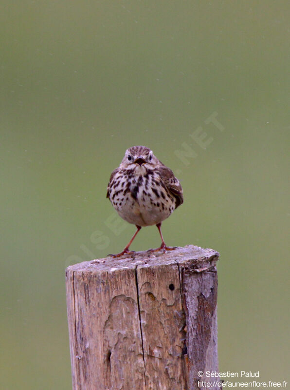 Pipit farlouse