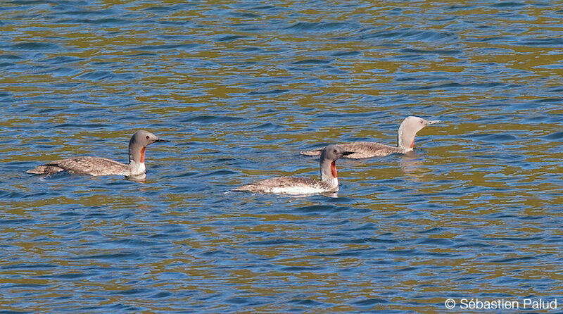 Red-throated Loonadult breeding