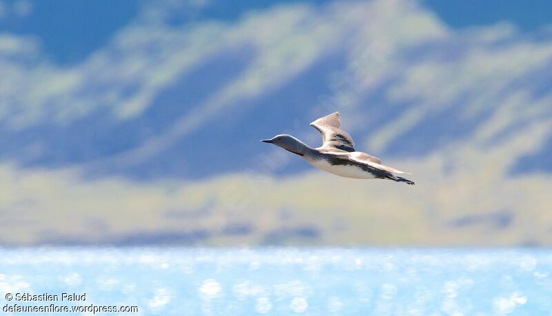 Plongeon catmarinadulte nuptial, Vol