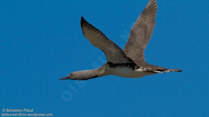 Red-throated Loonadult breeding, Flight