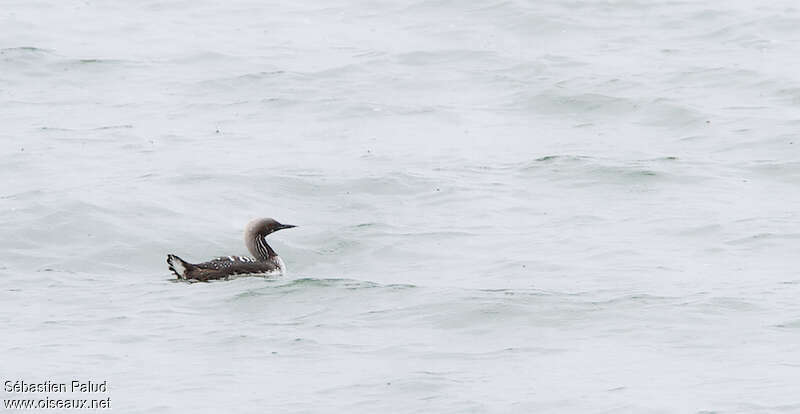 Pacific Loonadult breeding