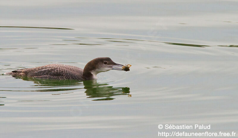 Plongeon imbrin