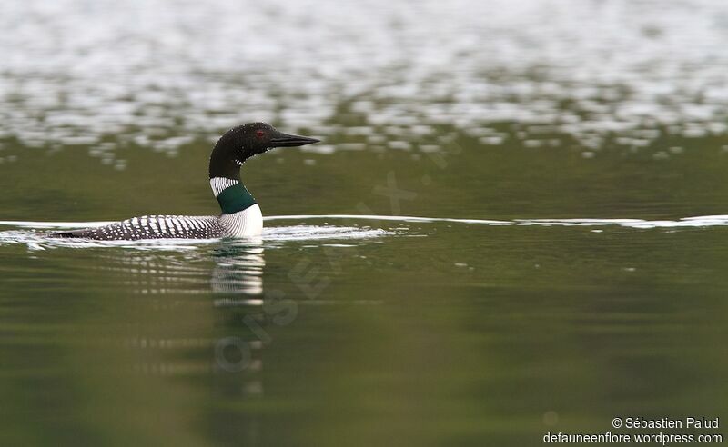 Common Loonadult breeding, swimming