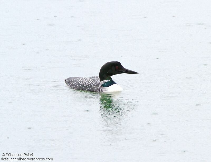 Common Loonadult breeding, swimming