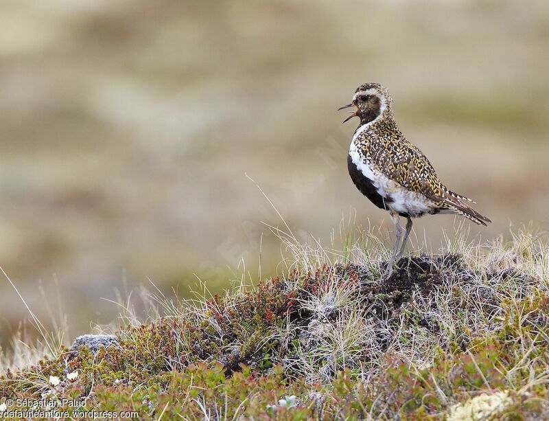 European Golden Ploveradult breeding, identification, close-up portrait, habitat, walking, Reproduction-nesting