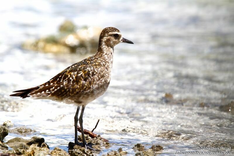 Pacific Golden Plover