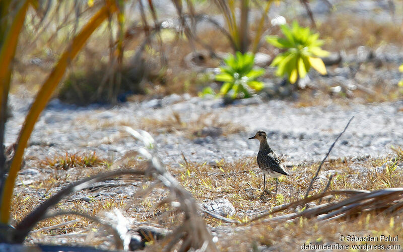 Pacific Golden Plover