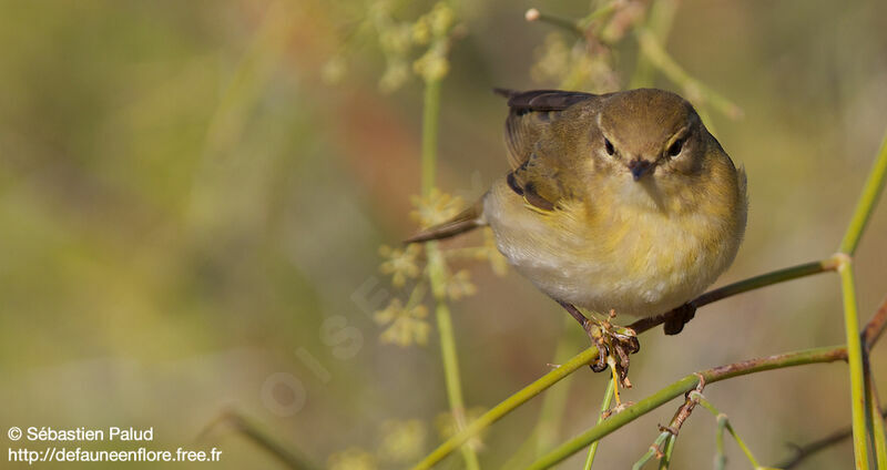 Willow Warbler