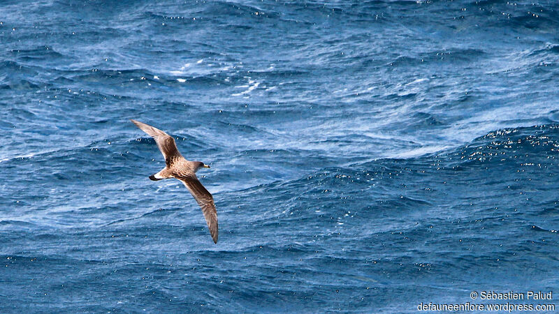 Scopoli's Shearwater