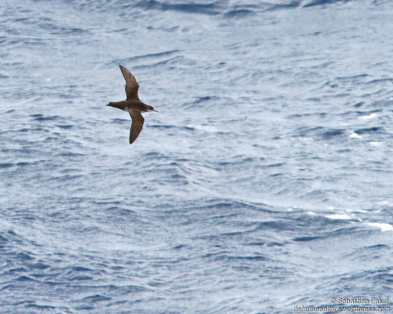 Yelkouan Shearwater