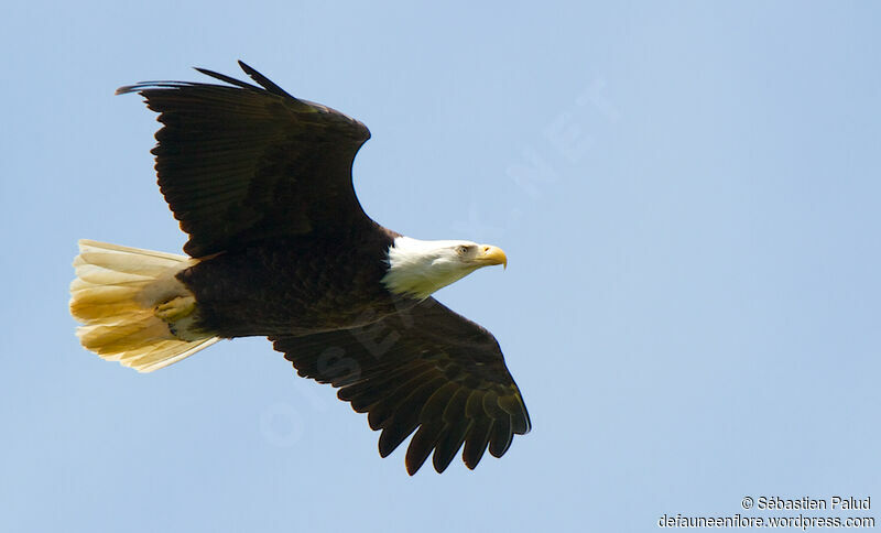 Bald Eagleadult, Flight