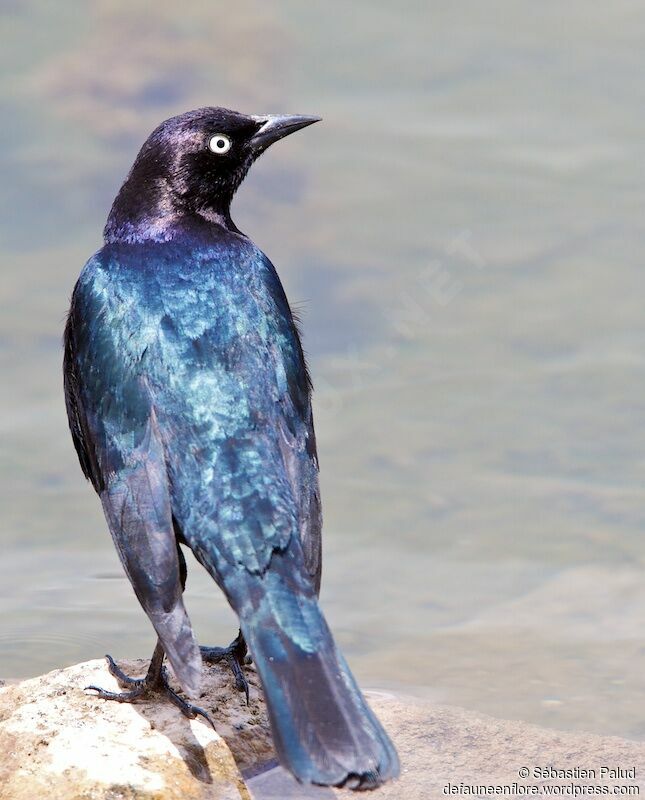 Brewer's Blackbird male adult