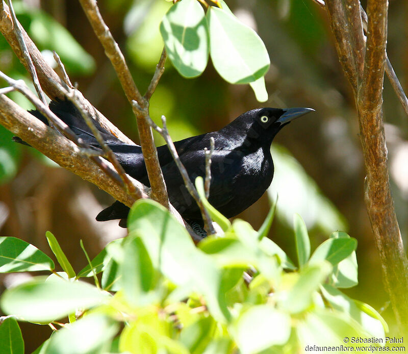 Carib Grackle male adult