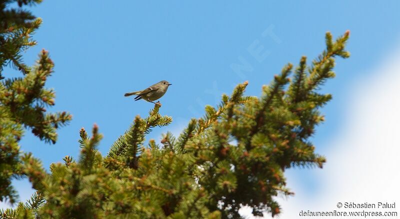 Roitelet à couronne rubis femelle adulte, habitat