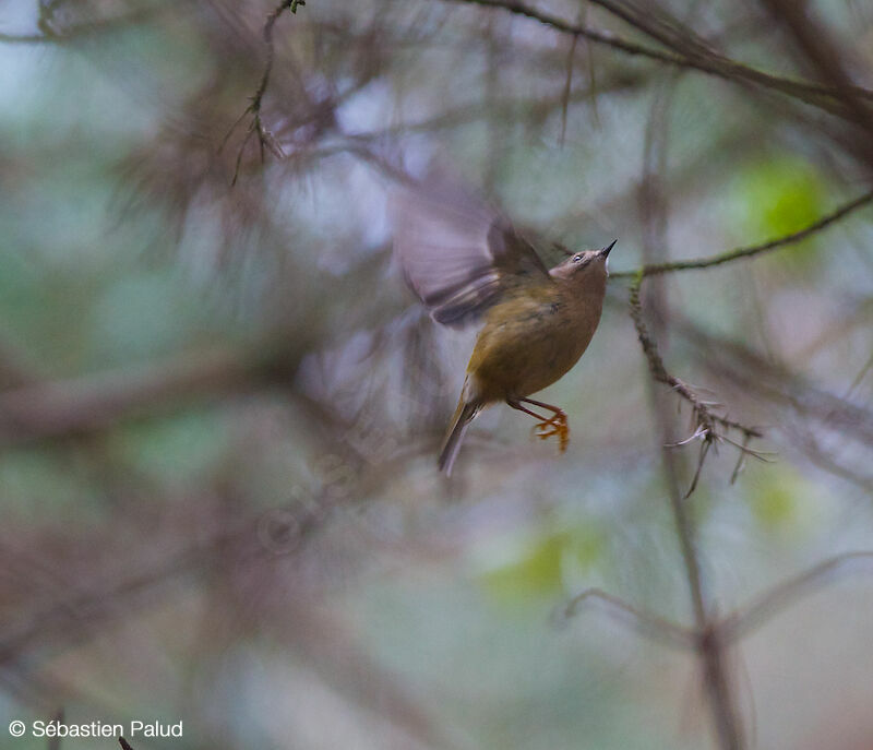 Goldcrest