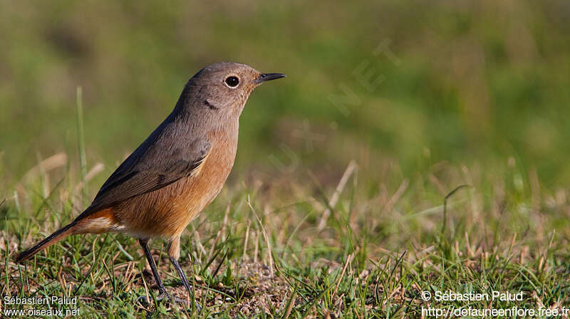 Moussier's Redstart female adult, identification