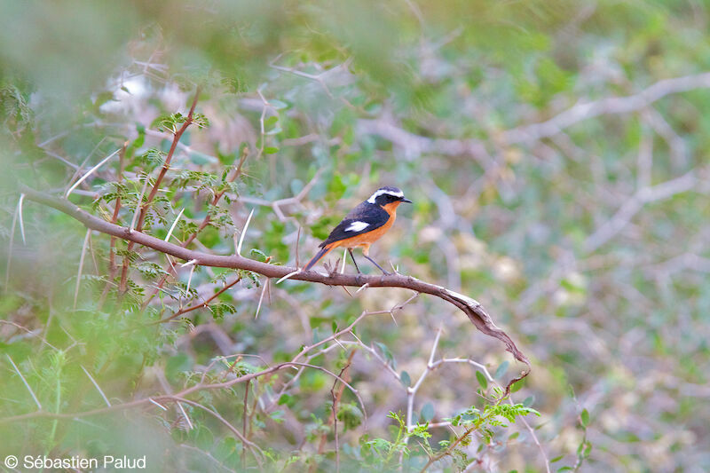 Moussier's Redstart