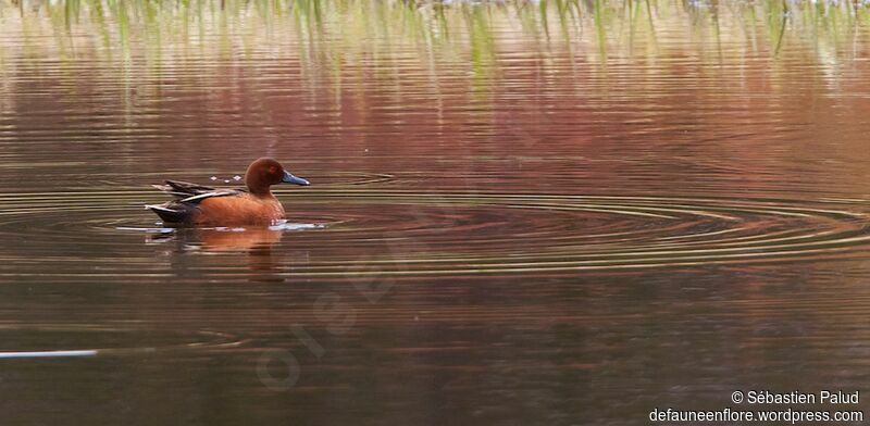 Cinnamon Teal male adult breeding