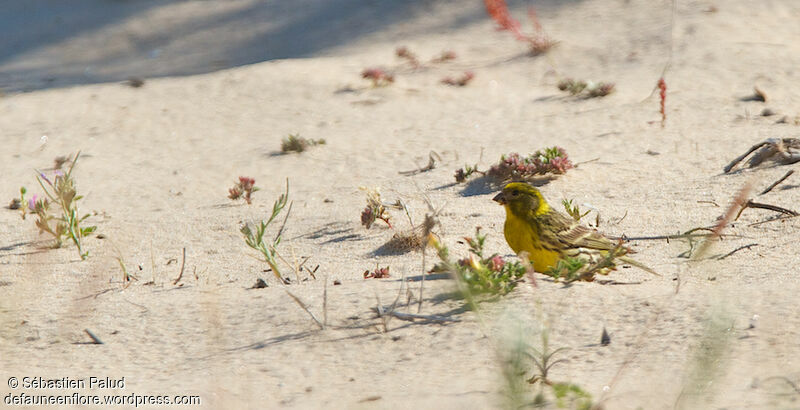 European Serin male adult