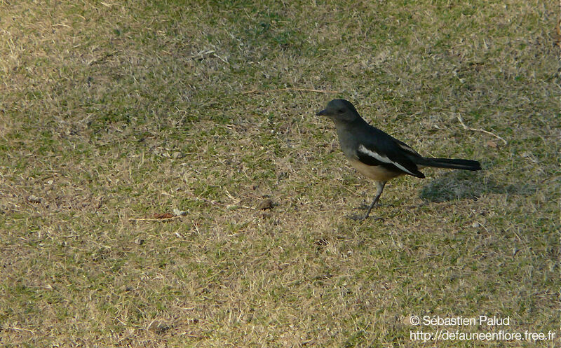 Oriental Magpie-Robin