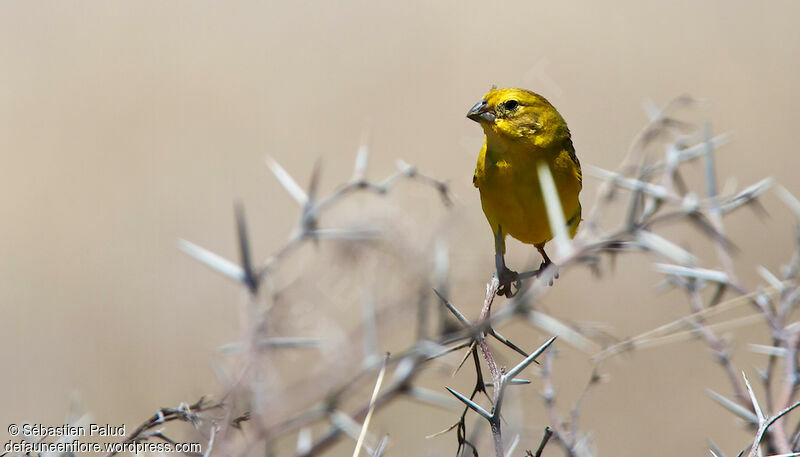 Grassland Yellow Finch