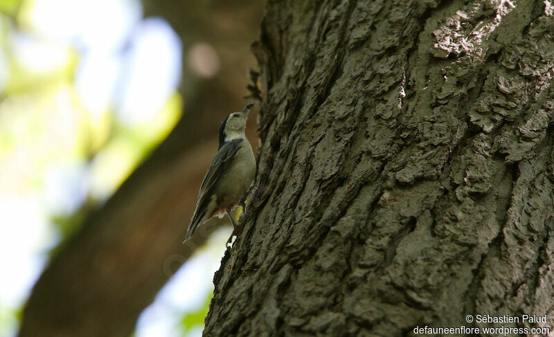 White-breasted Nuthatch male adult, identification