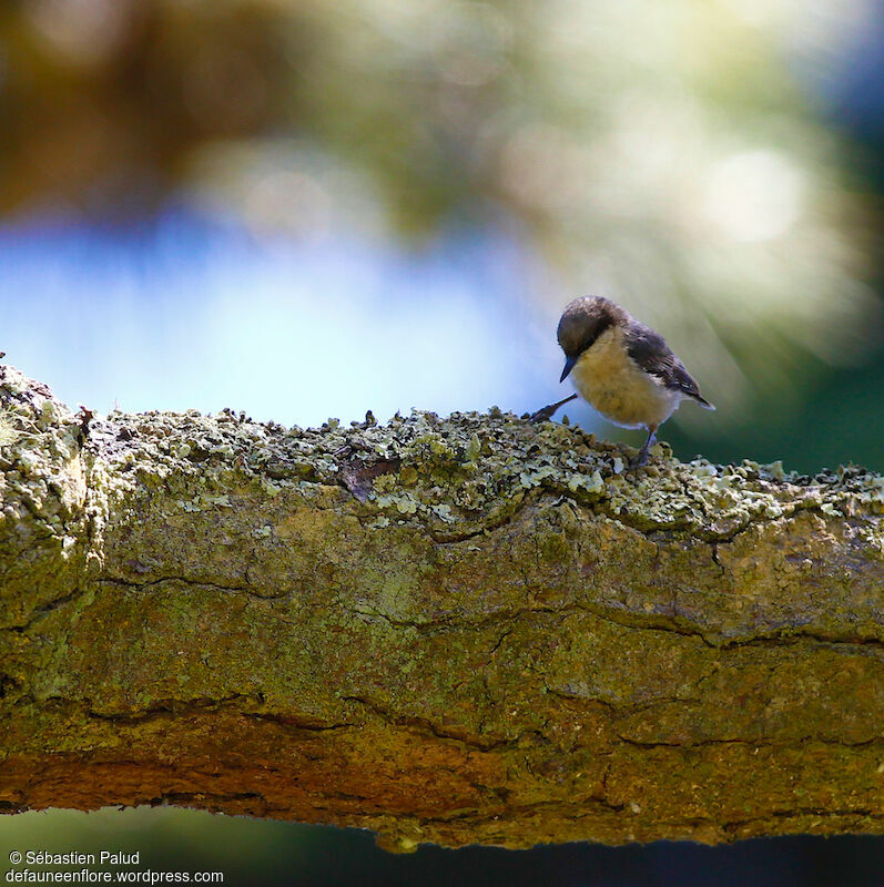 Pygmy Nuthatch