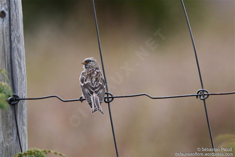 Common Redpoll