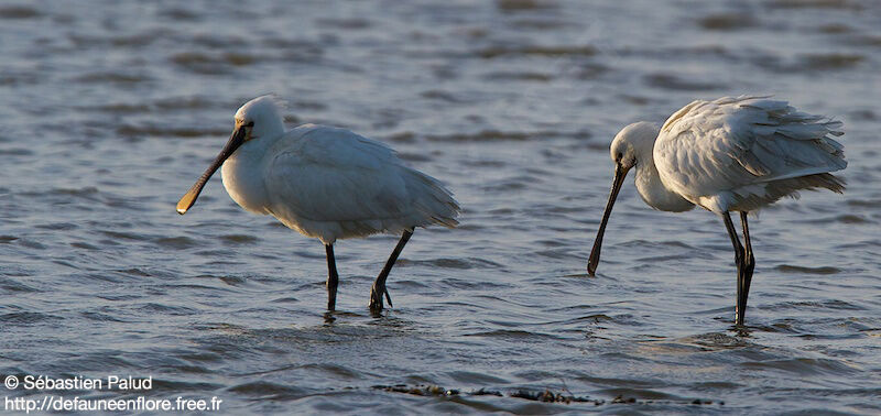 Eurasian Spoonbill