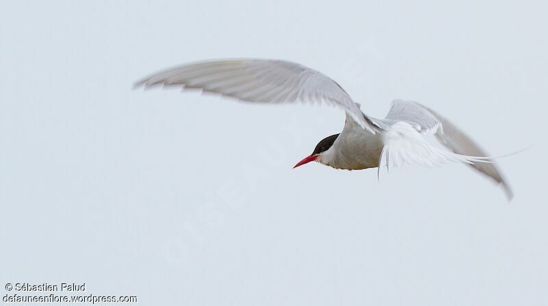 Arctic Ternadult breeding, Flight