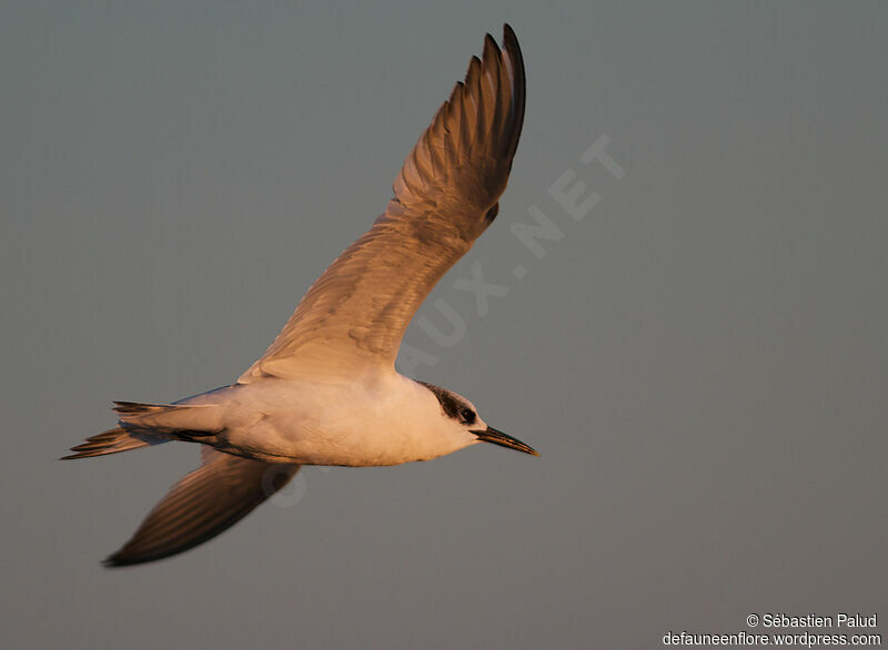 Sandwich Tern