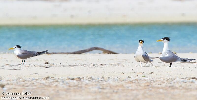 Greater Crested Tern