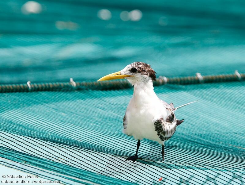 Greater Crested Tern