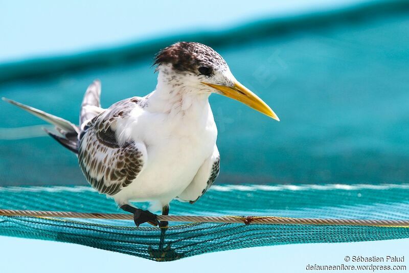 Greater Crested Tern