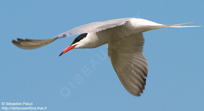 Common Tern